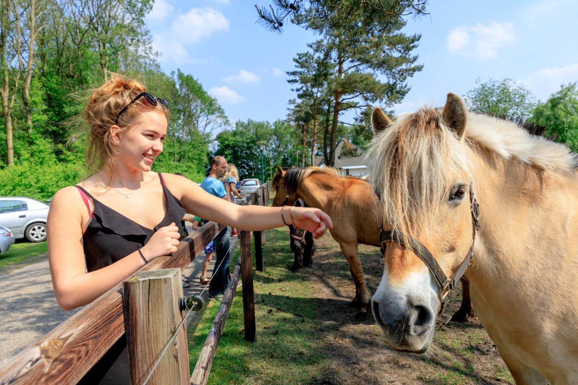 Campsite De Reeenwissel